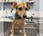 Small #2 Chihuahua Mix