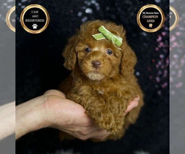 Medium Photo #1 Poodle (Toy) Puppy For Sale in WARSAW, IN, USA