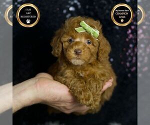 Medium Poodle (Toy)