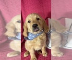 Small #1 Golden Retriever