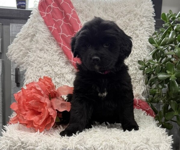 Medium Photo #2 Bernese Mountain Dog Puppy For Sale in THORP, WI, USA