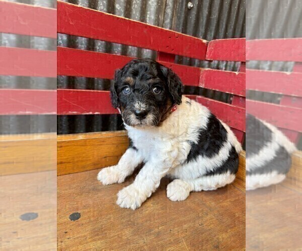 Medium Photo #31 Miniature Bernedoodle Puppy For Sale in DENVER, PA, USA