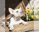Puppy 4 French Bulldog