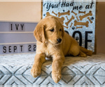 Small Photo #3 Golden Retriever Puppy For Sale in WAKARUSA, IN, USA