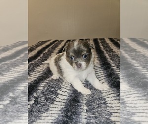 Chihuahua Puppy for sale in KNOXVILLE, TN, USA