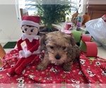 Small Photo #6 Morkie-Yorkshire Terrier Mix Puppy For Sale in CAPE CORAL, FL, USA