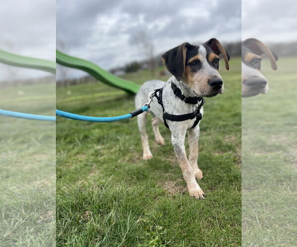 Medium Photo #2 Coonhound-Unknown Mix Puppy For Sale in Clinton , MI, USA