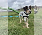 Small #1 Coonhound Mix