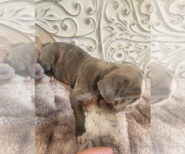 Medium Photo #23 Bulldog Puppy For Sale in FAIRFIELD, IA, USA
