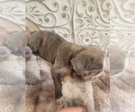 Small Photo #23 Bulldog Puppy For Sale in FAIRFIELD, IA, USA