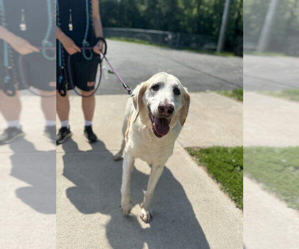 Medium Photo #5 Mutt Puppy For Sale in Elmsford, NY, USA