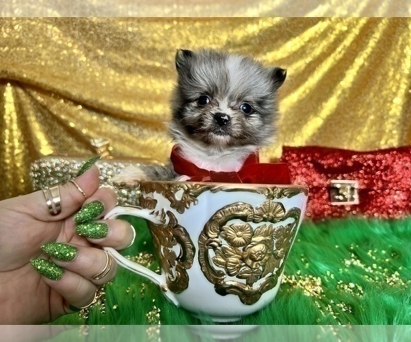 Medium Photo #31 Pomeranian Puppy For Sale in HAYWARD, CA, USA