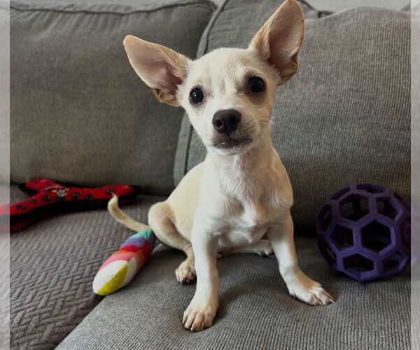Medium Photo #3 Chihuahua-Unknown Mix Puppy For Sale in Dana Point, CA, USA