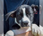 Small #4 Boxer Mix