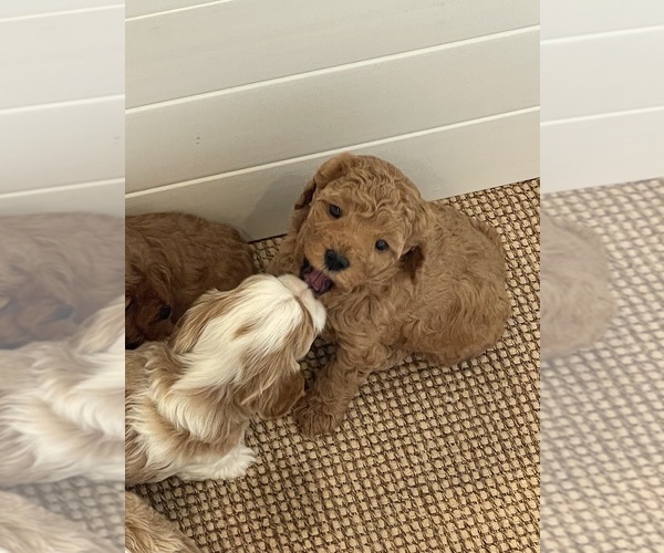 Medium Photo #3 Cavapoo (Miniature) Puppy For Sale in CEDAR CITY, UT, USA