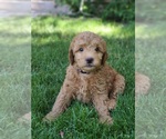 Small Photo #3 Goldendoodle-Woodle Mix Puppy For Sale in EAST LAYTON, UT, USA