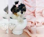 Small #15 Yorkshire Terrier