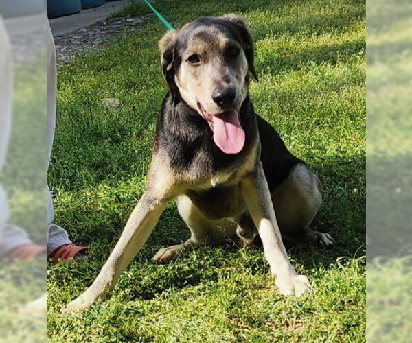 Medium Photo #2 Mutt Puppy For Sale in Wetumpka, AL, USA