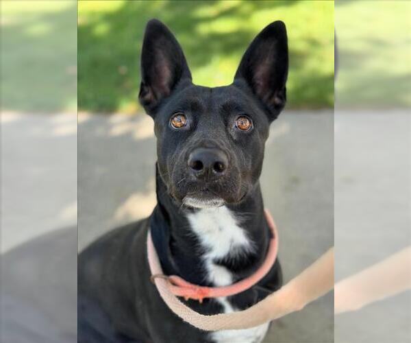 Medium Photo #3 American Pit Bull Terrier-German Shepherd Dog Mix Puppy For Sale in Woodland, CA, USA