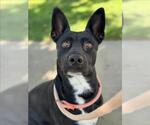 Small #2 American Pit Bull Terrier-German Shepherd Dog Mix