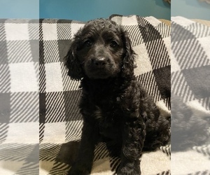 Cocker Spaniel-Poodle (Miniature) Mix Puppy for sale in MORAVIA, NY, USA