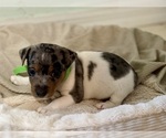 Small Photo #10 Jack Russell Terrier Puppy For Sale in FORT PIERCE, FL, USA