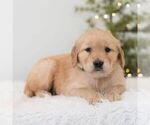 Small #3 Golden Retriever