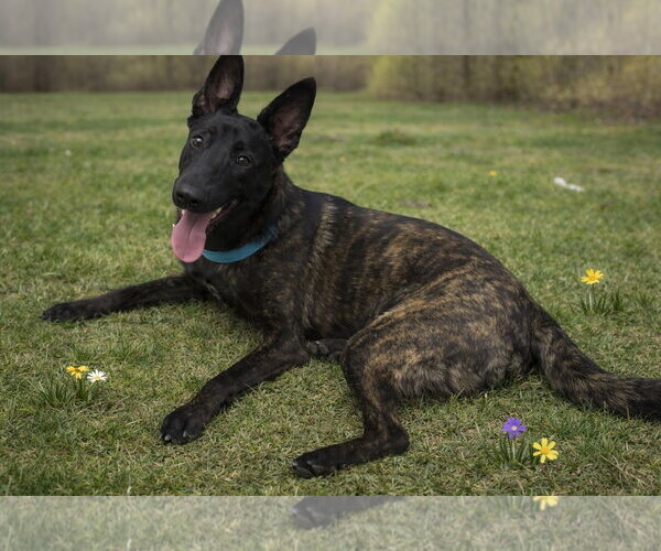 Medium Photo #2 Holland Shepherd-Unknown Mix Puppy For Sale in Cranford, NJ, USA