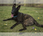 Small #1 Holland Shepherd Mix