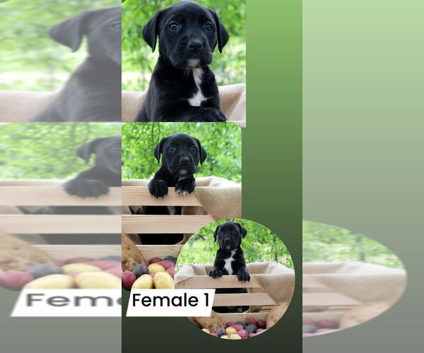 Medium Photo #2 American Pit Bull Terrier-Labrador Retriever Mix Puppy For Sale in FRAMINGHAM, MA, USA