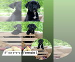 Small #1 American Pit Bull Terrier-Labrador Retriever Mix