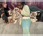 Small Photo #14 Siberian Husky Puppy For Sale in TRIMBLE, MO, USA