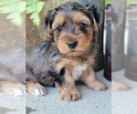 Small Photo #15 Yorkshire Terrier Puppy For Sale in MANES, MO, USA