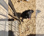 Small #2 Doberman Pinscher-Labrador Retriever Mix