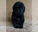 Puppy 7 Newfoundland