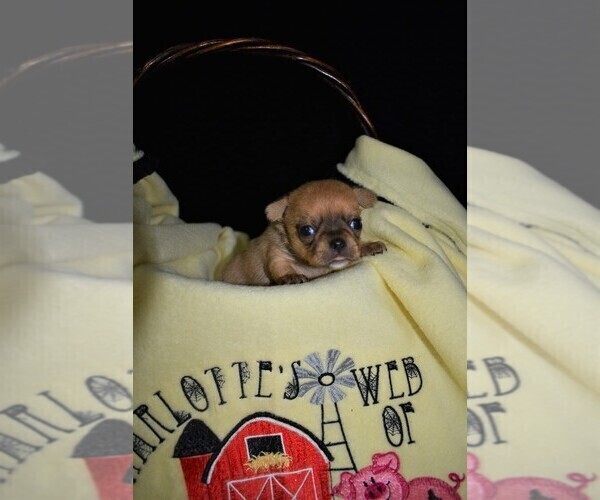 Medium Photo #3 Chihuahua Puppy For Sale in HAMPTON, VA, USA
