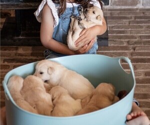 Golden Retriever Litter for sale in BYERS, CO, USA