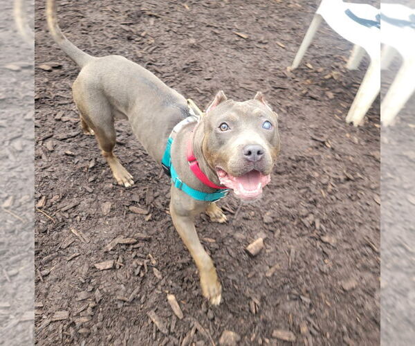 Medium Photo #3 American Staffordshire Terrier Puppy For Sale in Lawrenceville, NJ, USA