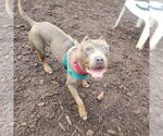 Small #2 American Staffordshire Terrier