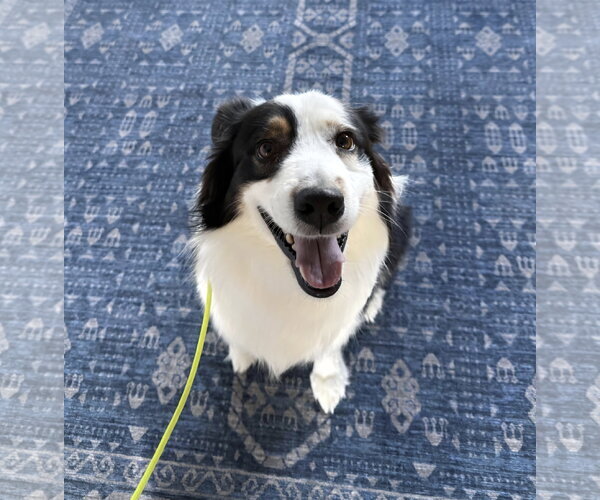 Medium Photo #3 Australian Shepherd Puppy For Sale in Thomasville, NC, USA