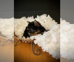 Small #6 Yorkshire Terrier