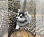 Small Photo #6 Alaskan Klee Kai-Pomsky Mix Puppy For Sale in STAPLES, MN, USA