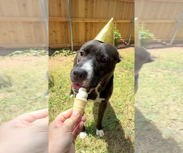 Medium Photo #60 American Pit Bull Terrier-Labrador Retriever Mix Puppy For Sale in OKLAHOMA CITY, OK, USA