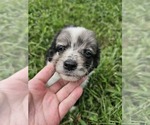 Small #11 Aussiedoodle Miniature 