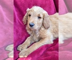 Small Photo #5 Goldendoodle Puppy For Sale in HARRISONBURG, VA, USA