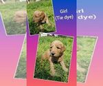 Small Photo #13 Goldendoodle Puppy For Sale in LEBANON, TN, USA