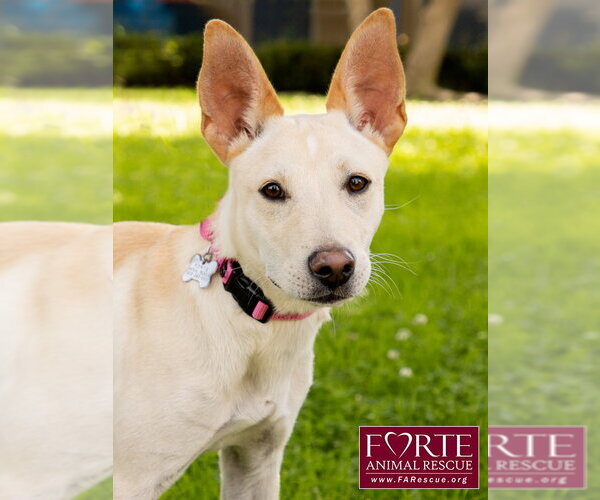Medium Photo #4 Labrador Retriever-Shiba Inu Mix Puppy For Sale in Marina del Rey, CA, USA