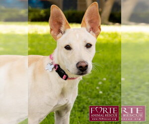 Belle - Female Labrador Retriever-Shiba Inu Mix Dog for Adoption - Photo #4