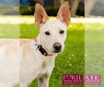 Small #3 Labrador Retriever-Shiba Inu Mix