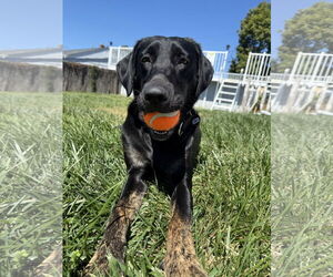 Labrador Retriever-Unknown Mix Dogs for adoption in Wakefield, RI, USA